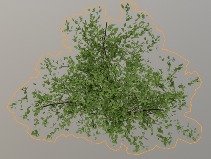 Sparse foilage